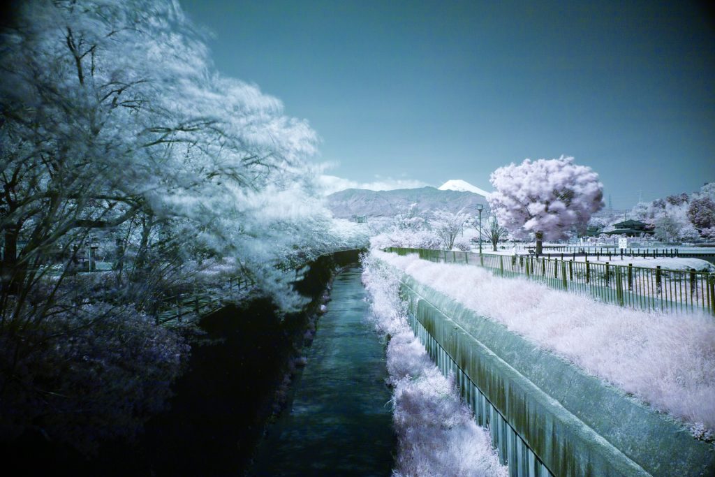 赤外線写真 カラースワップ 沼津 桜 門池 公園 富士山